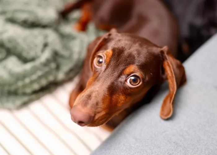 Baguettes Appartamento